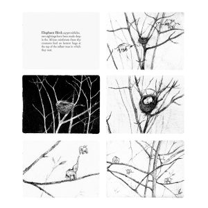 Sale Print - Elephant Bird Storyboard