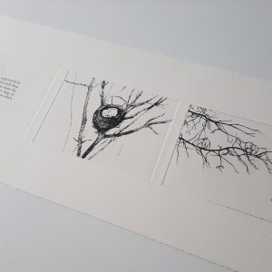 Sale Print - Elephant Bird Etching - 3 Plates